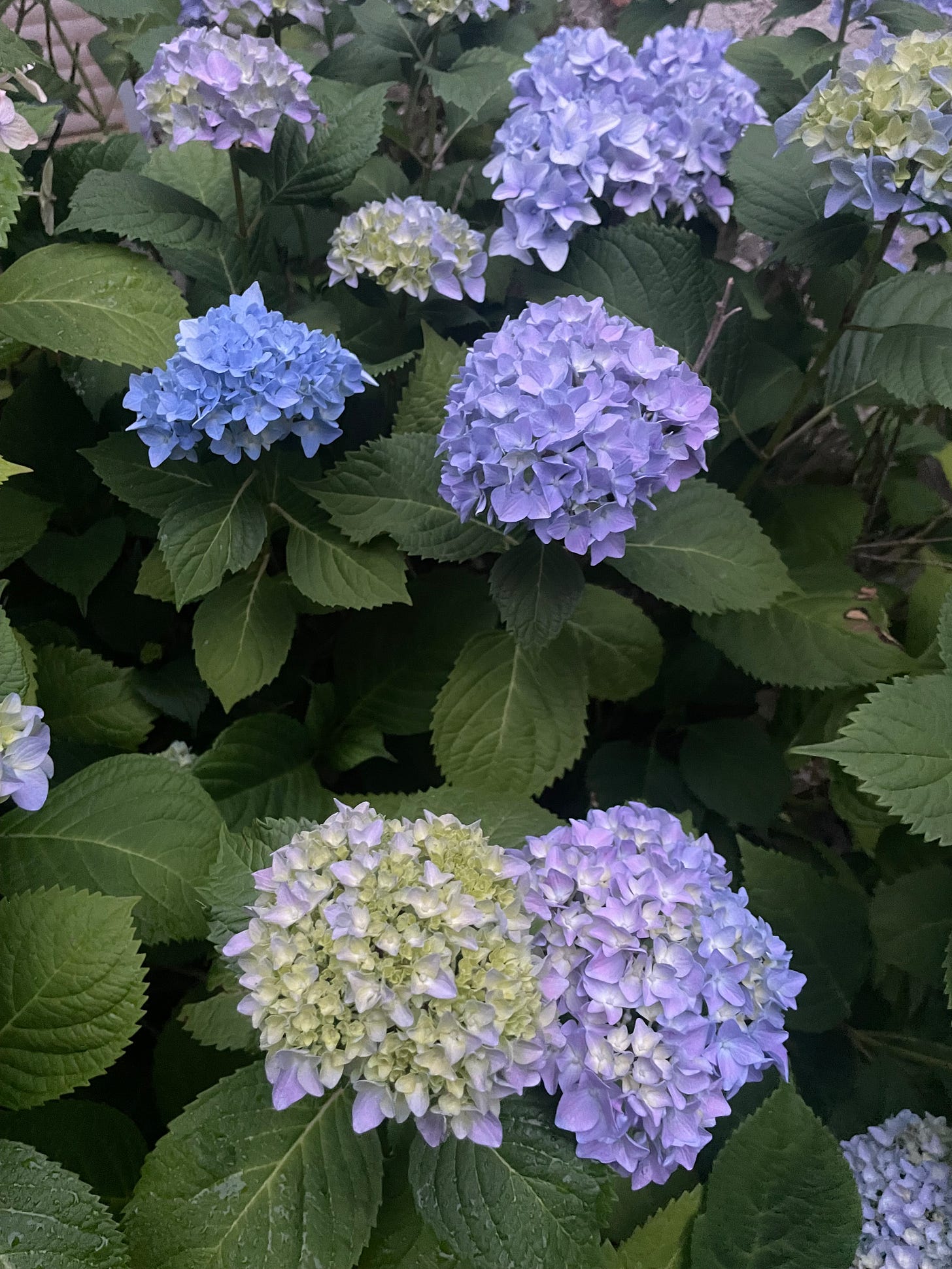 Hydrangeas