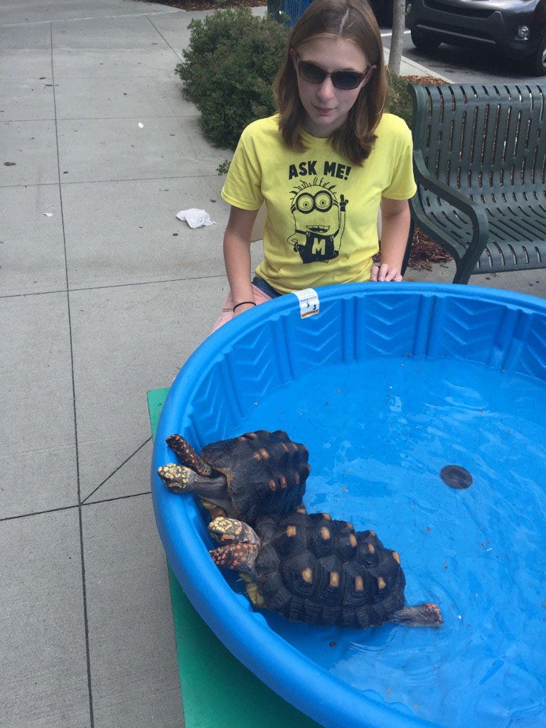 picture of tortoises on a sidewalk in 2016