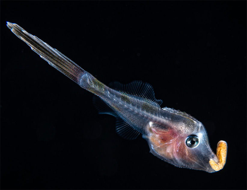 Pequeno peixe translúcido, com corpo alongado e nadadeiras finas. Sua cabeça é desproporcionalmente grande em relação ao corpo, e a boca carrega uma estrutura curva e alaranjada parecida com um gancho (uma anêmona). O fundo é totalmente preto. Pequeno peixe translúcido, com corpo alongado e nadadeiras finas. Sua cabeça é desproporcionalmente grande em relação ao corpo, e a boca carrega uma estrutura curva e alaranjada parecida com um gancho (uma anêmona). O fundo é totalmente preto.