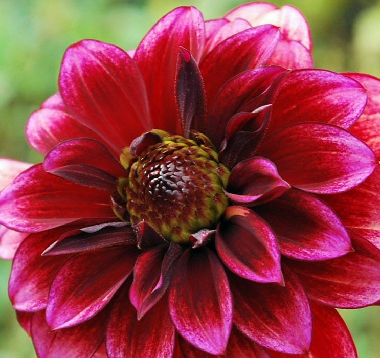 Dahlia Darkarin - Rose Cottage Plants