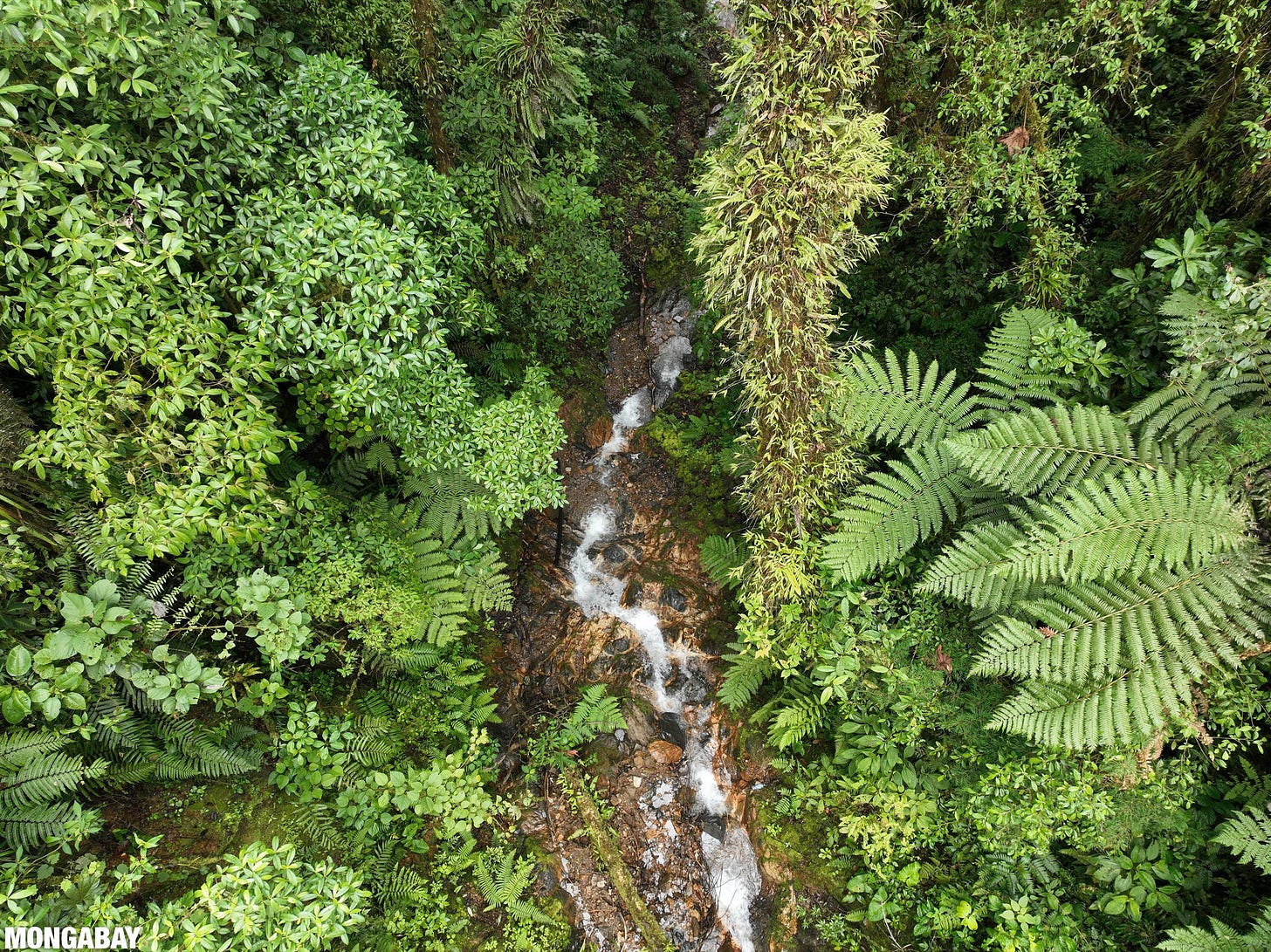 A stream in a cloud forest in Peruvian Amazon.