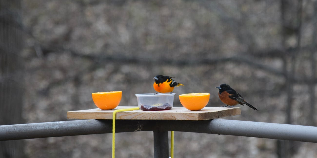 Waiting for Orioles