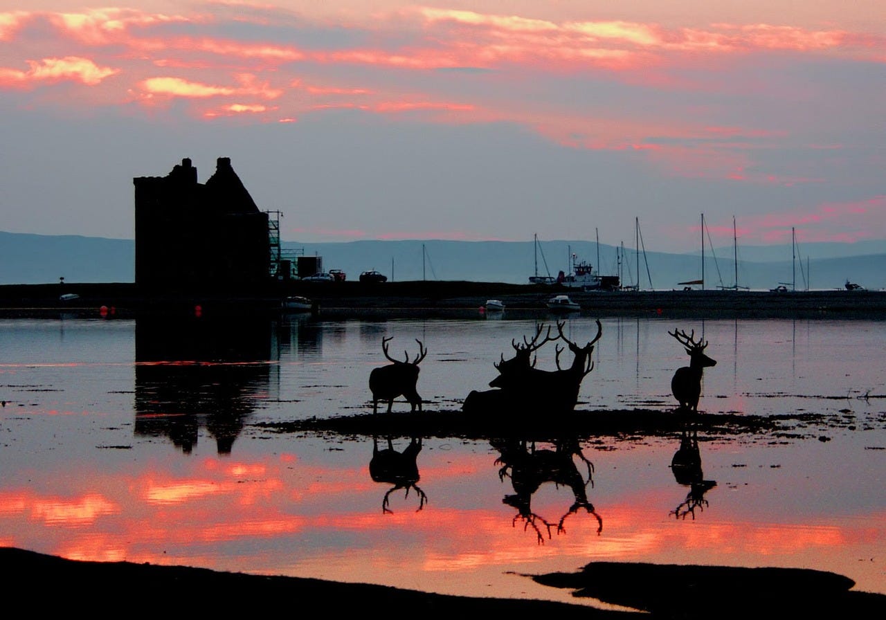 A red sky reflected in the sea, silhouetted castle and deer A red sky reflected in the sea, silhouetted castle and deer