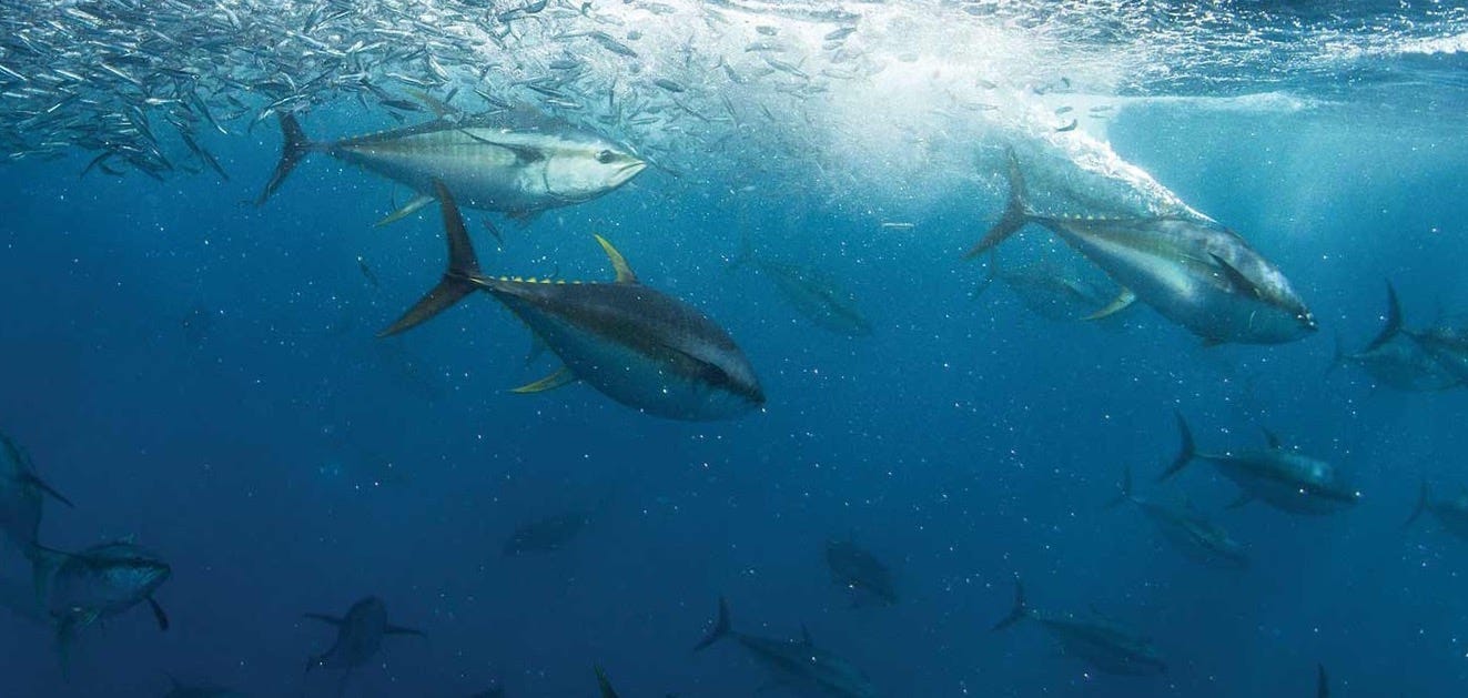 Tactics for Yellowfin Tuna | Marlin