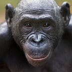 Primatology.net