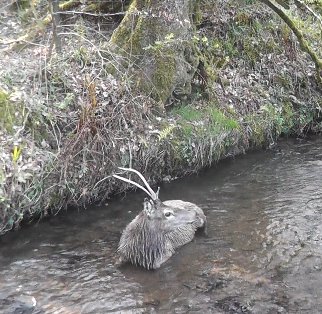 The young stag is exhausted as he collapses into the river. Photo by North Dorset Hunt Saboteurs The young stag is exhausted as he collapses into the river. Photo by North Dorset Hunt Saboteurs