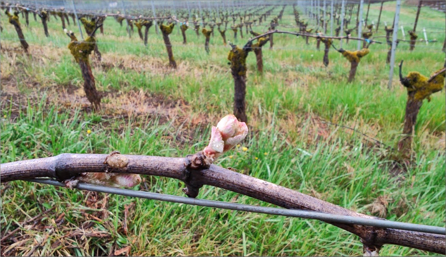 Amalie Robert Dijon Clone 777 Pinot Noir vines starting Vintage 2026.