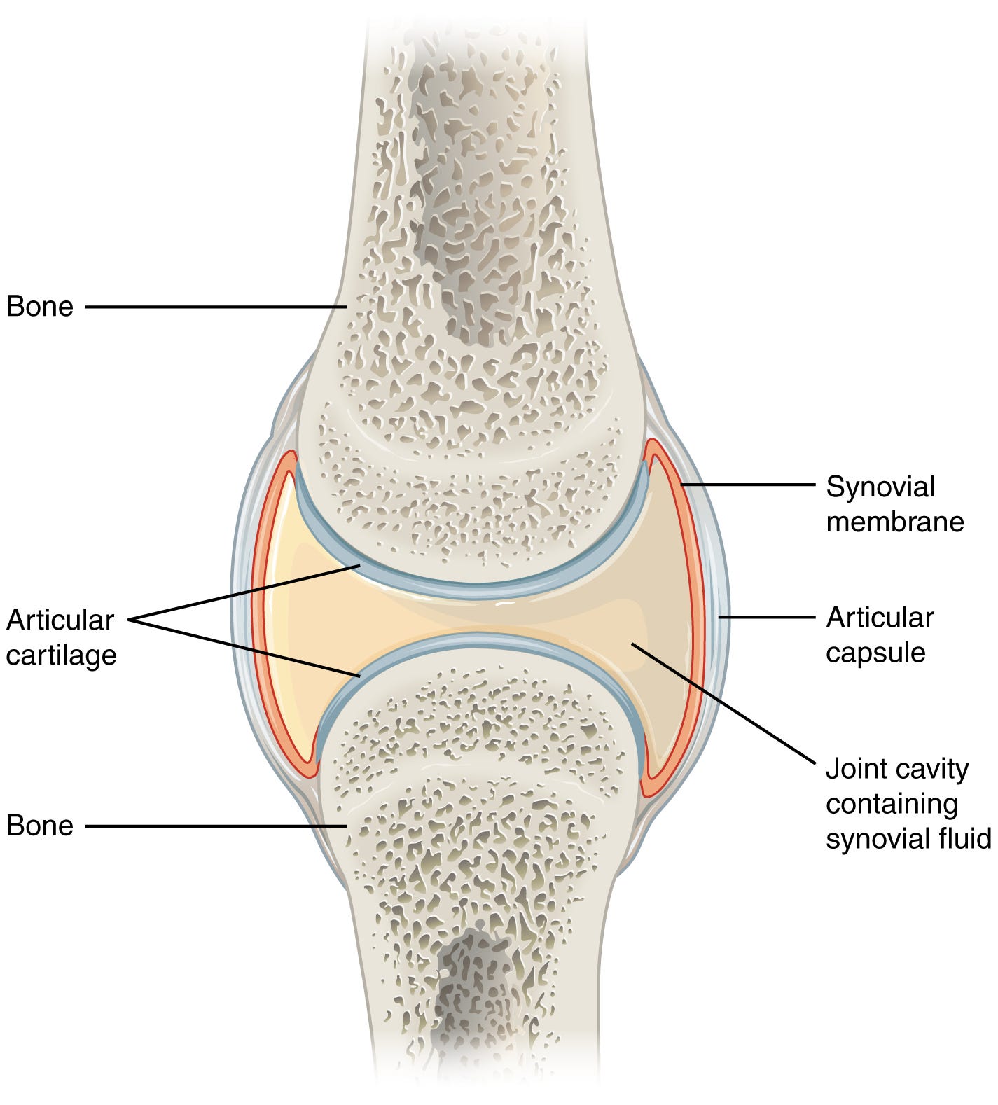 File:907 Synovial Joints.jpg - Wikimedia Commons