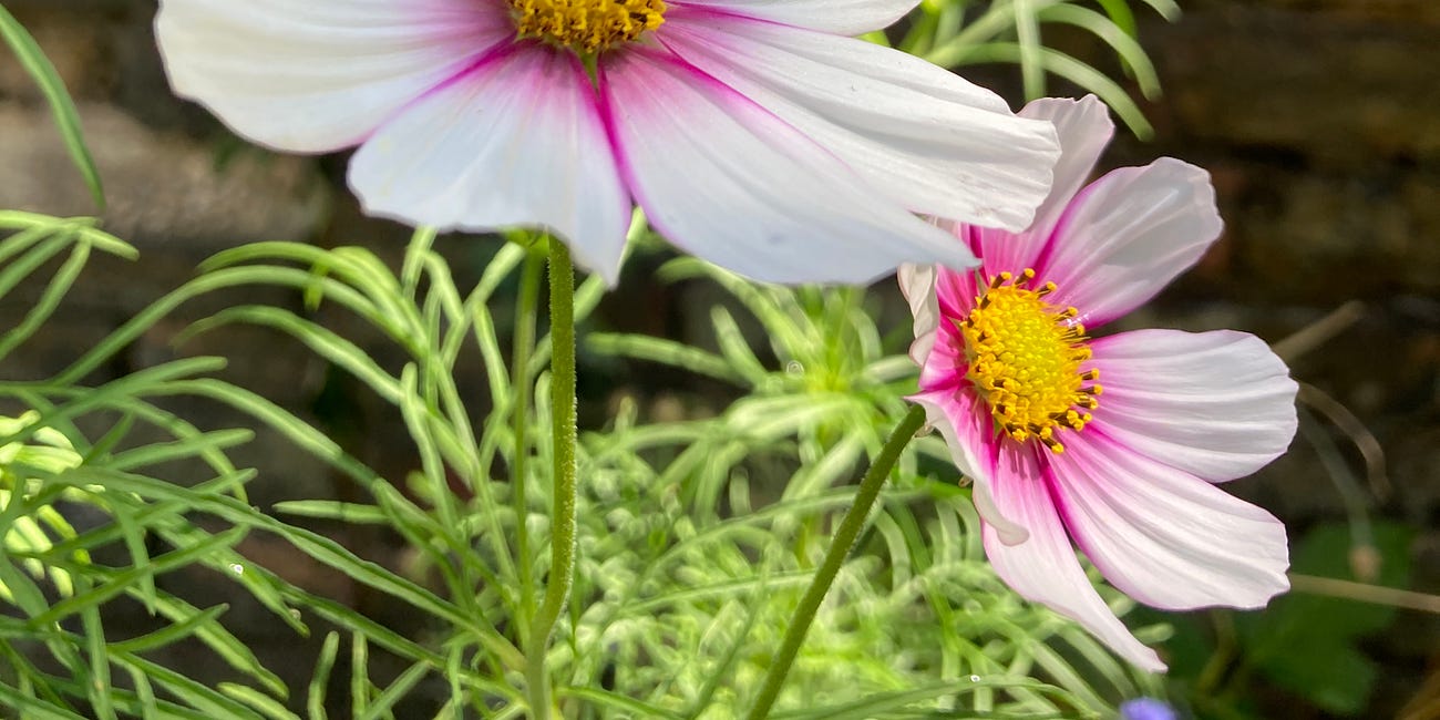 NOTES from. the garden / / sowing for summer