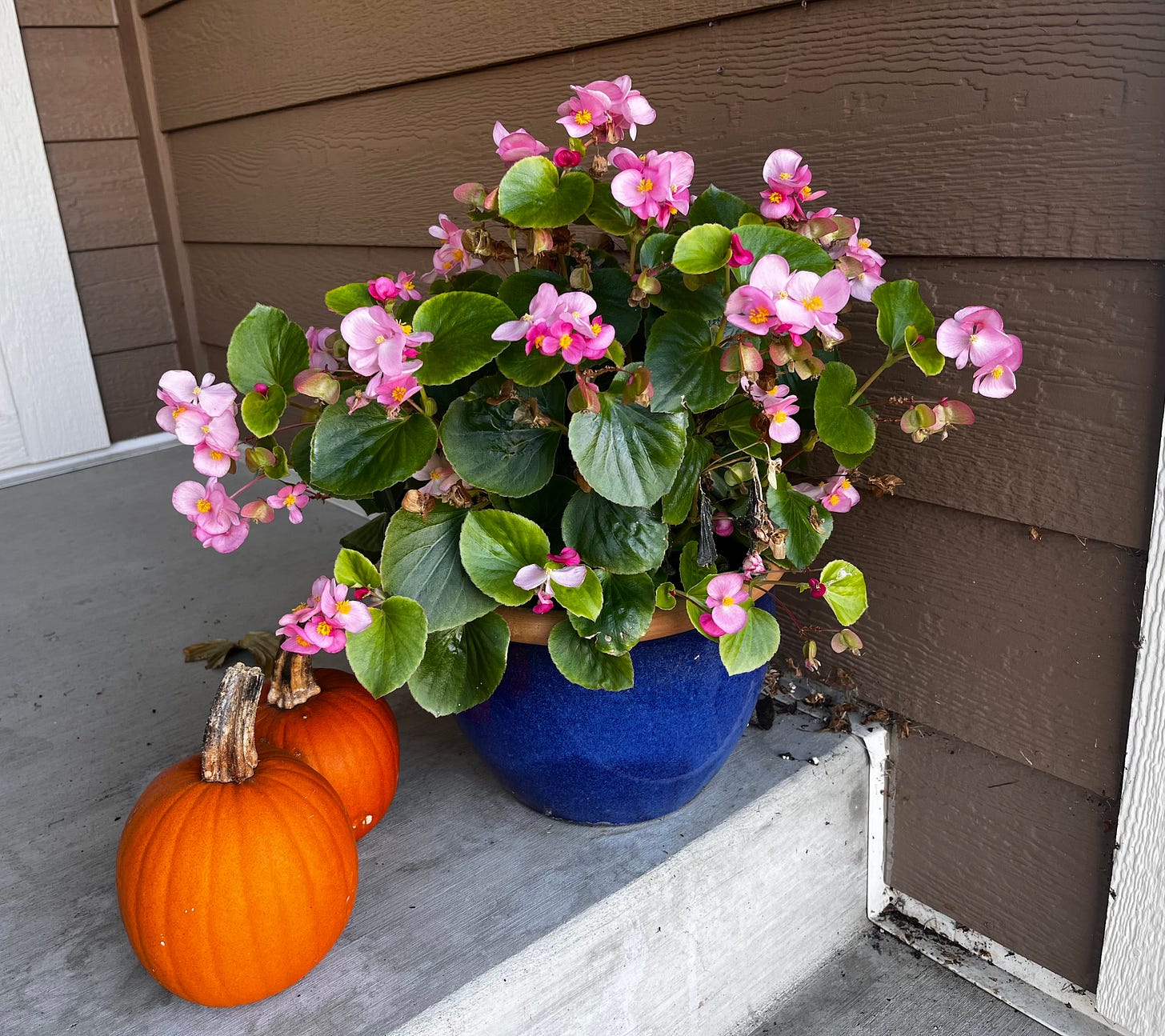 blue container with pink begonial and two orange pumpkins on a front porch blue container with pink begonial and two orange pumpkins on a front porch