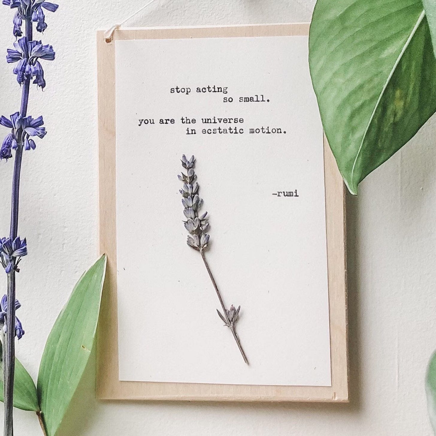 May be an image of French lavender and text that says 'stop acting so small. are the universe in ecstatic motion. -rumi'