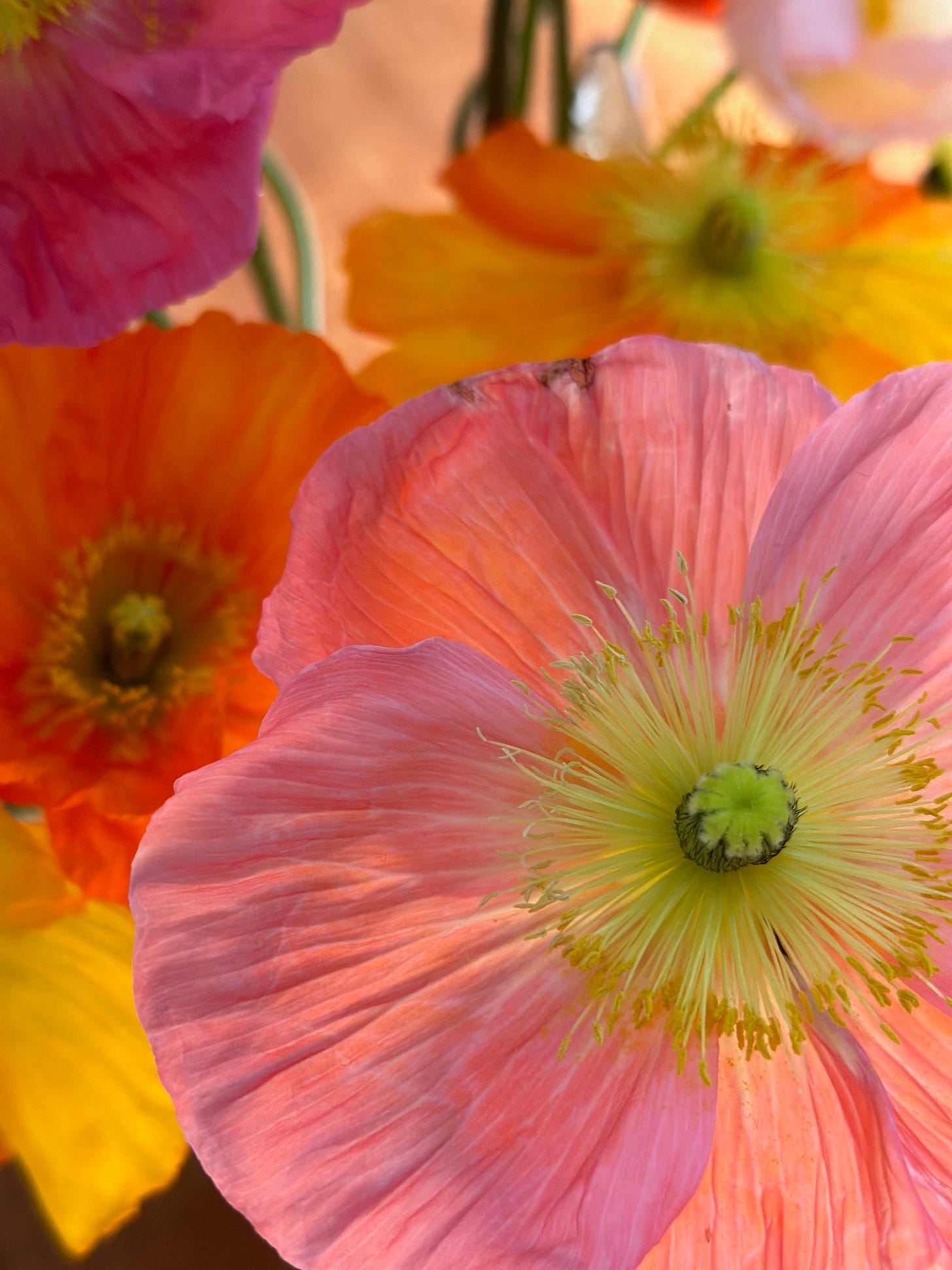 Poppies