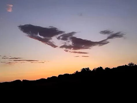 whales