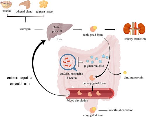 Full article: Gut microbial beta-glucuronidase: a vital regulator in female estrogen metabolism Full article: Gut microbial beta-glucuronidase: a vital regulator in female estrogen metabolism