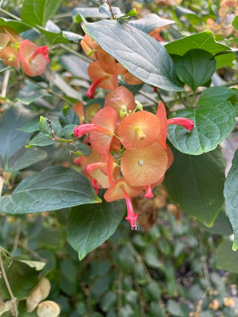 Some of the flora in the tropical biome