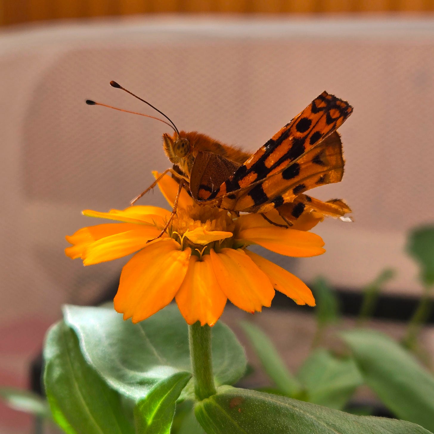 Zap, the butterfly with crumpled wings.