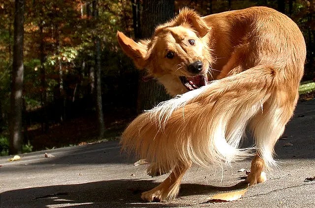 Seeking Alpha: The futility of a dog chasing its own tail