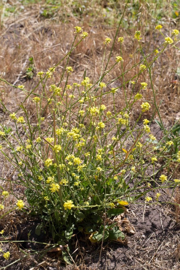 Brassicaceae-Mustards – MonFlora Brassicaceae-Mustards – MonFlora