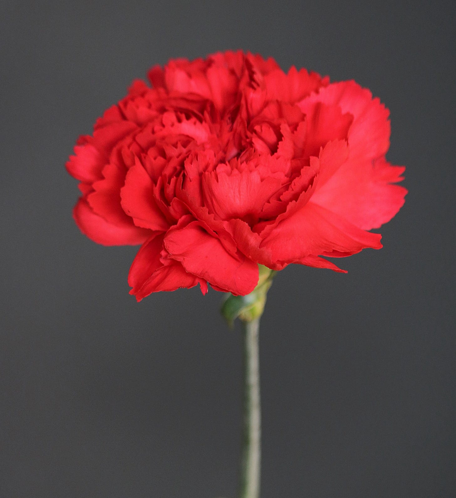 Single Red Carnation Free Stock Photo - Public Domain Pictures Single Red Carnation Free Stock Photo - Public Domain Pictures