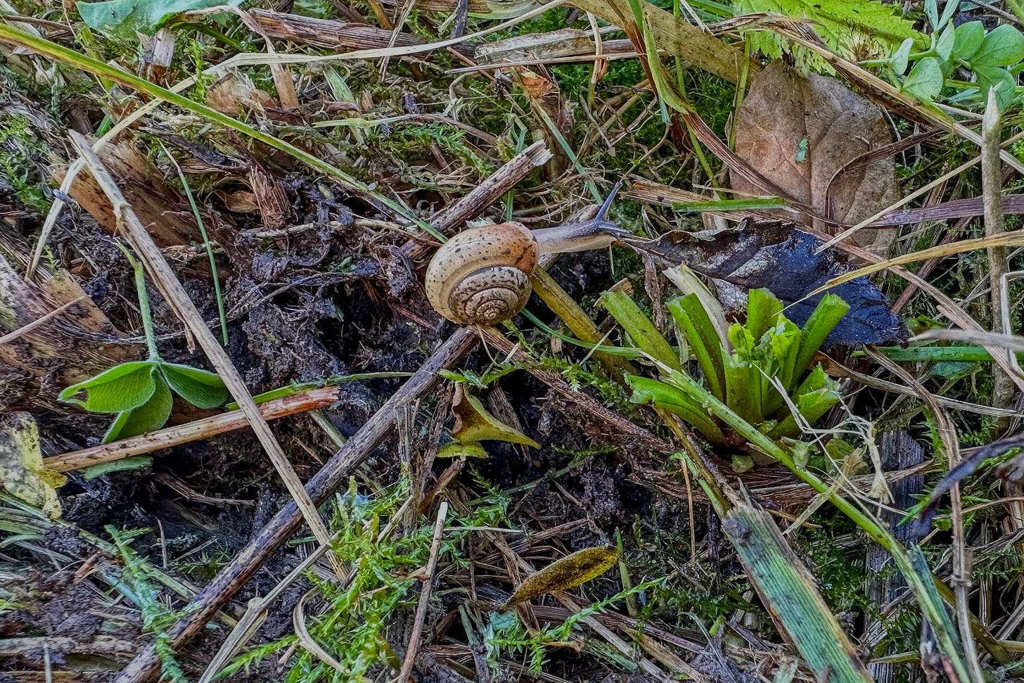 Schnecke im Gras. Schnecke im Gras.