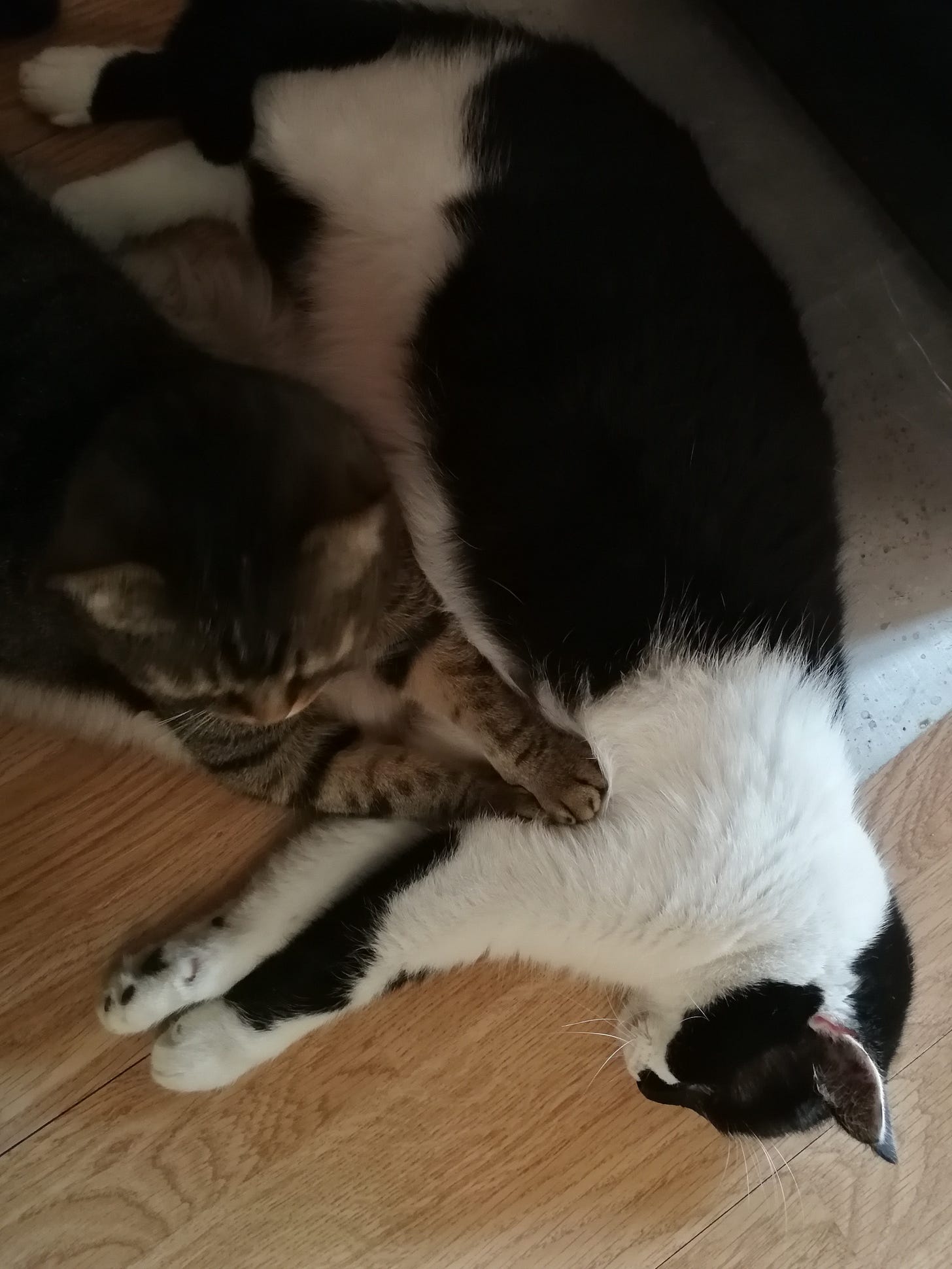 two cats cuddling