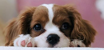 Photo of puppy dog staring at you. Photo of puppy dog staring at you.