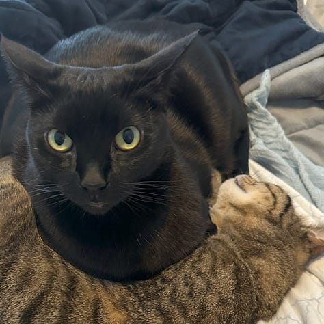 A gallery of 6 close cropped photos of Annie and Talula's faces from images from the post.