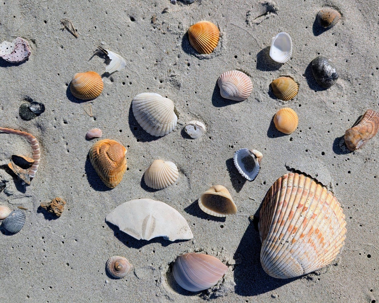 A collection of small, multicolored bivalve shells on a white sand beach. A collection of small, multicolored bivalve shells on a white sand beach.