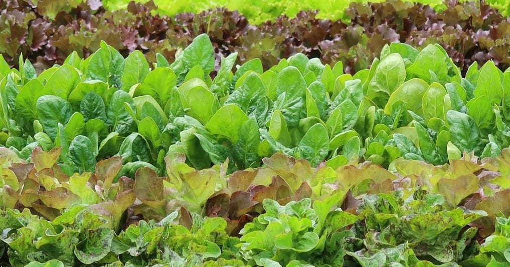 a garden filled with lots of green plants