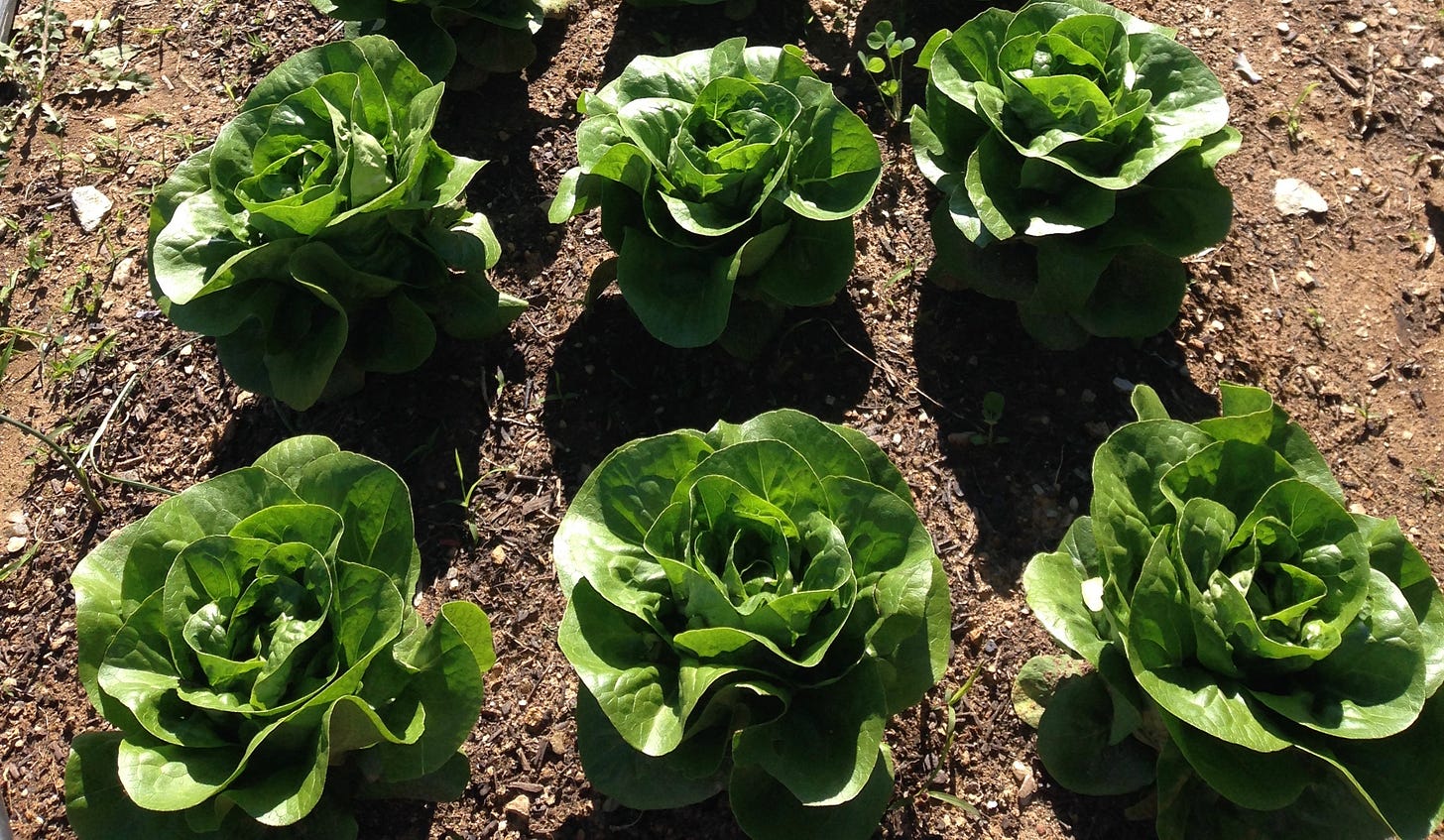  Beautiful little gems of butter lettuce. If you are a salad skeptic (I was), try some home grown. It’s a game changer. 