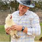 Meglio una gallina oggi