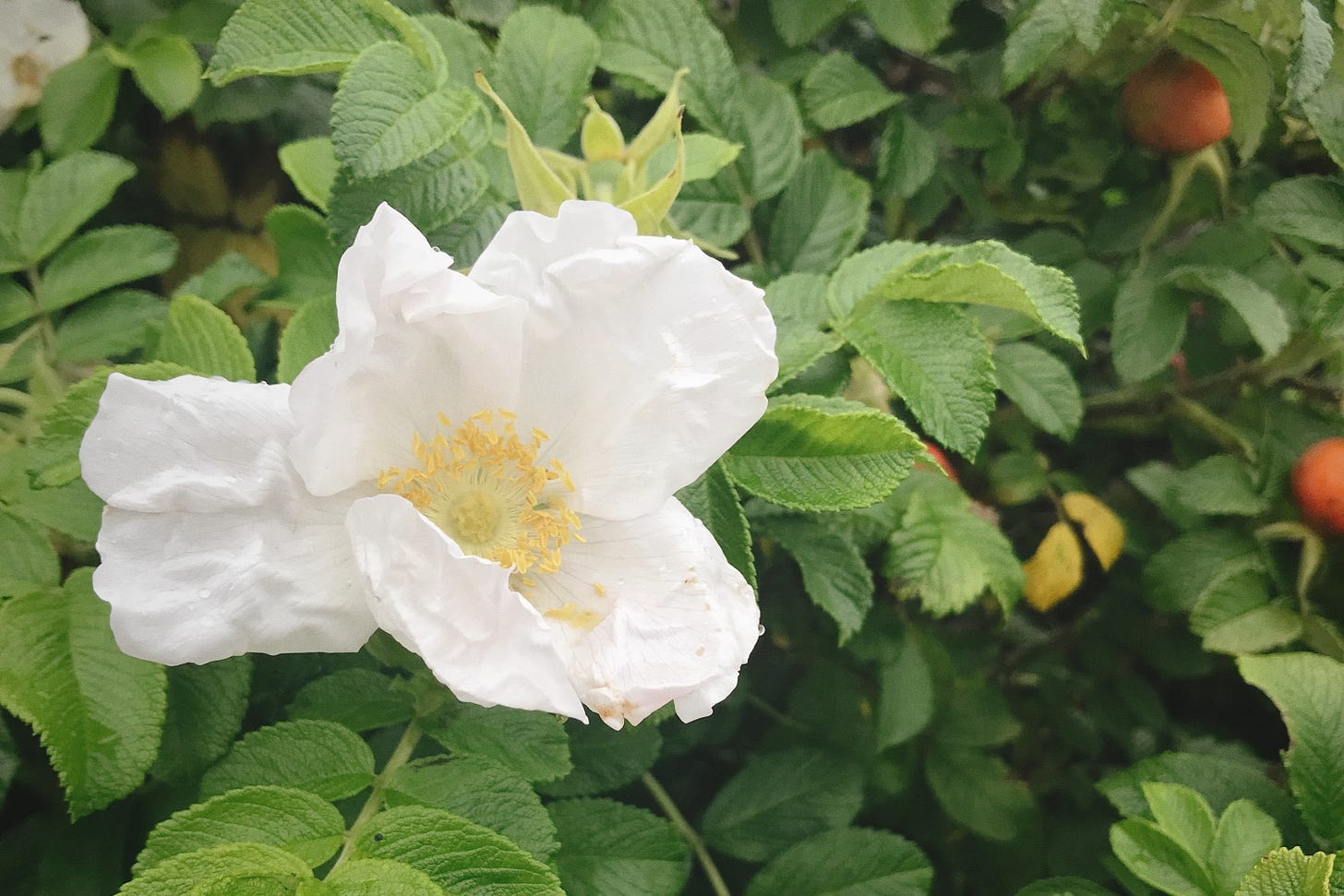 Photo of beach rose