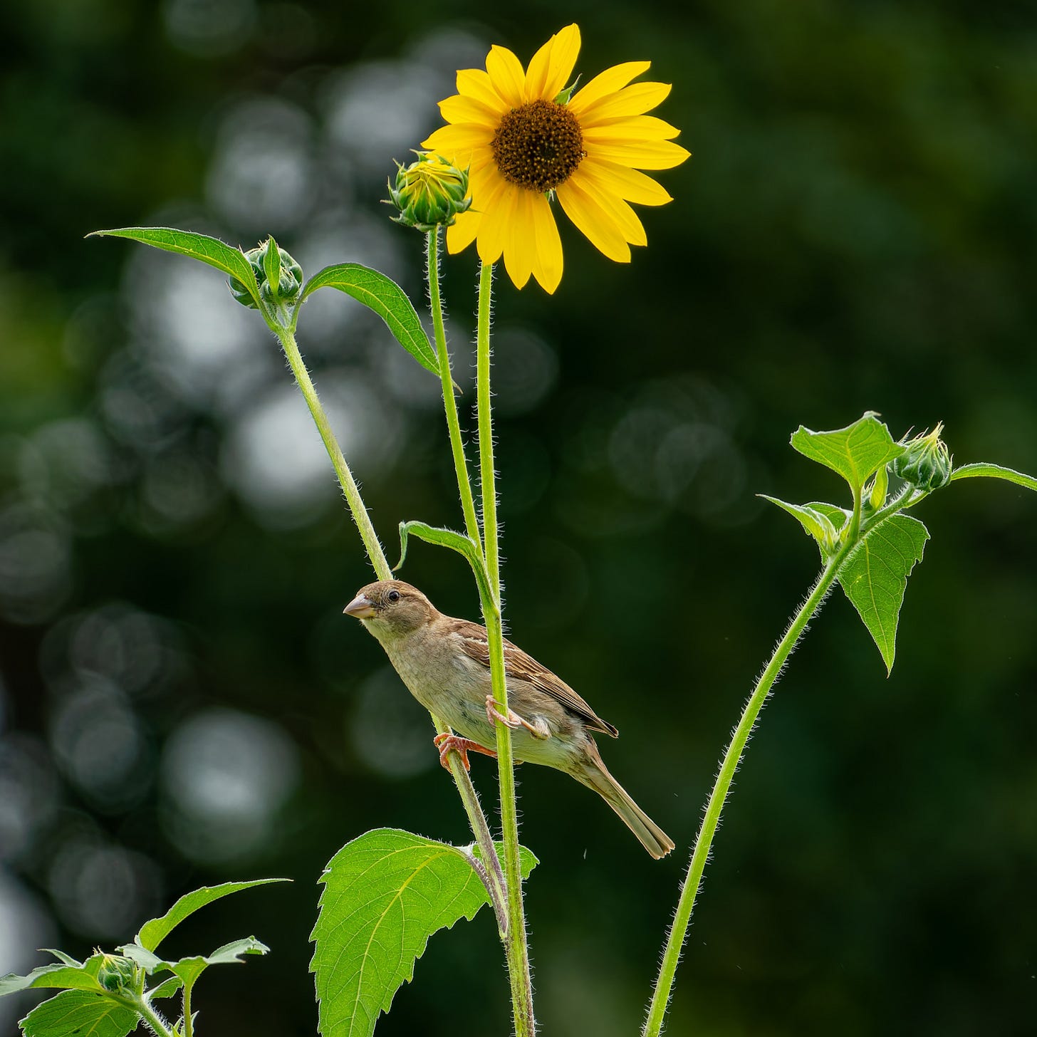 A song sparrow perched on a sunflower bloom in the garden at Runamuk Acres at golden hour.