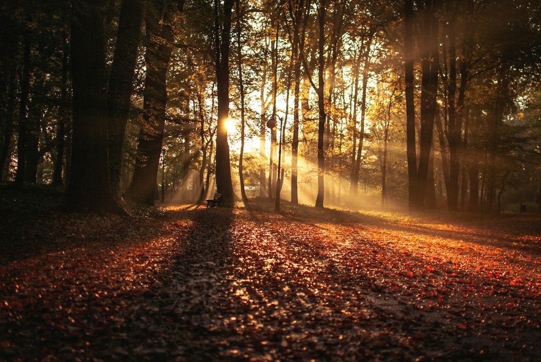 forest against sunlight at daytime forest against sunlight at daytime