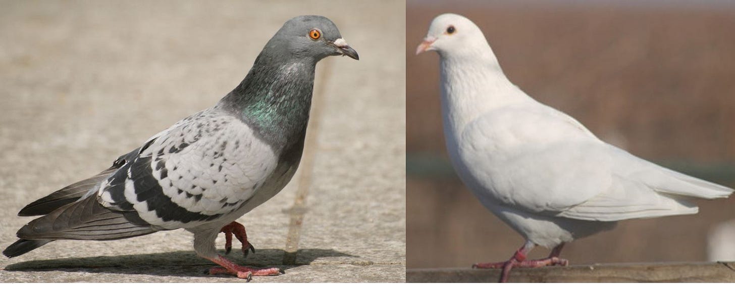Doves vs Pigeons: A Symbol of Good vs Evil? – The Olympians