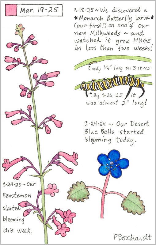 Perpetual Journal, week of Mar. 19-25: Monarch Butterfly Larva (2025); Desert Blue Bells in Bloom (2024); Penstemon in Bloom (2023) Perpetual Journal, week of Mar. 19-25: Monarch Butterfly Larva (2025); Desert Blue Bells in Bloom (2024); Penstemon in Bloom (2023)