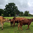 Raw milk bans removed from farm bill after grassroots opposition, controversial provisions remain