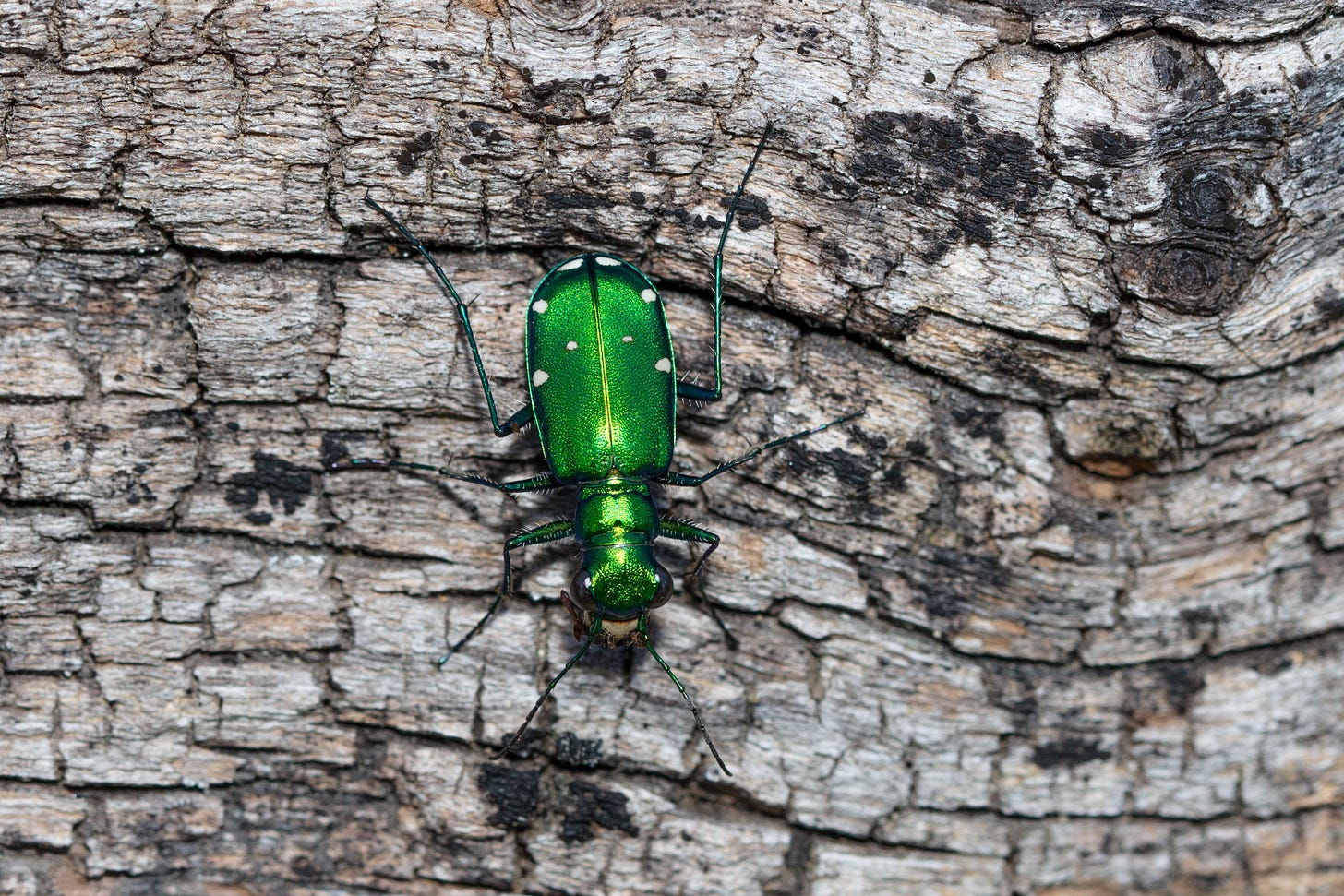 Overhead view of a shiny, bright green beetle on wood. The beetle has six small white spots.