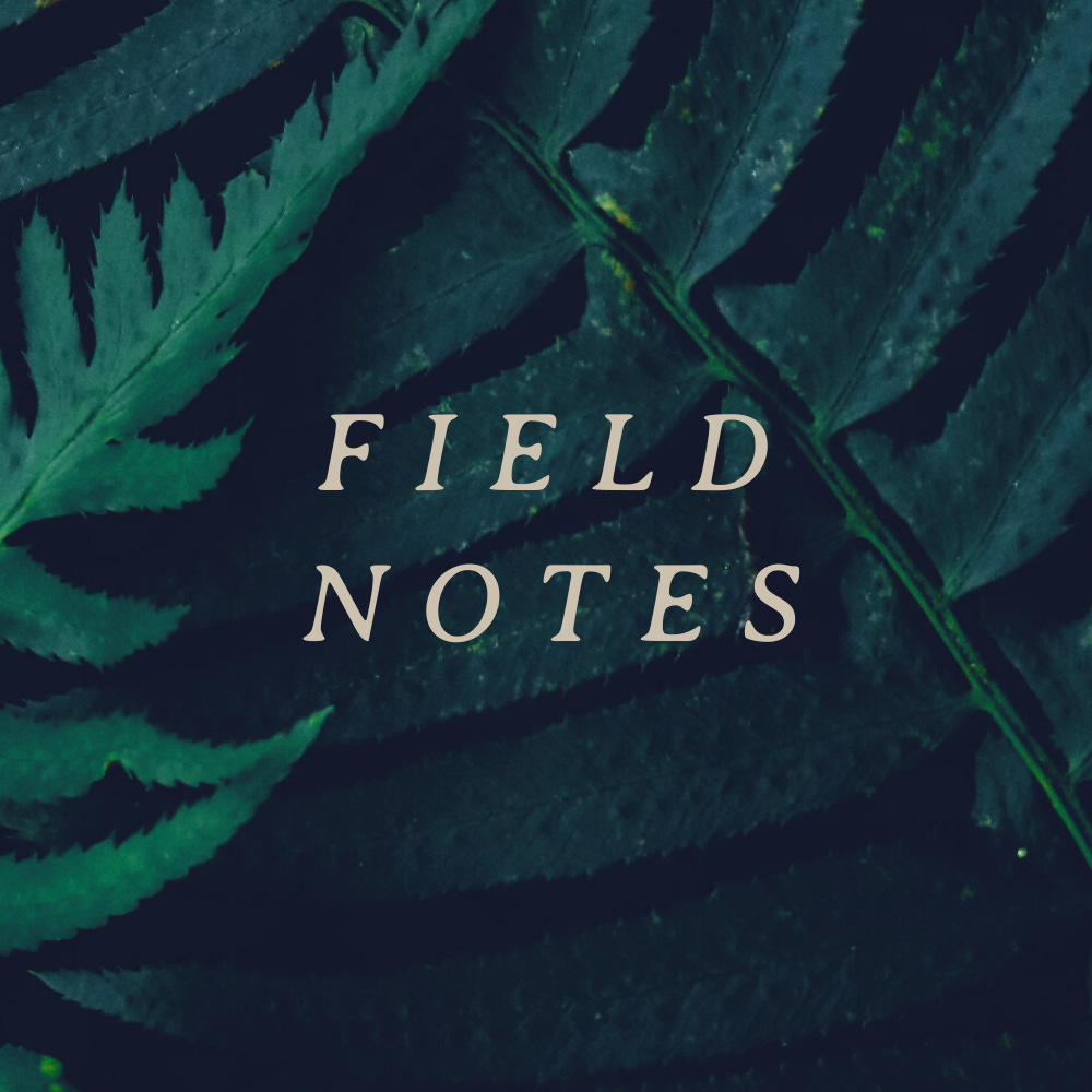 Field Notes by Zadi Diaz