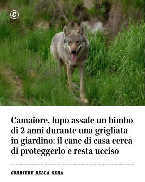 I preparativi di una grigliata in giardino, in un'atmosfera rilassata ... |  TikTok