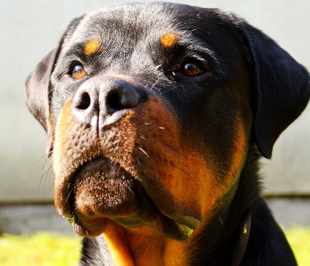 a black and brown dog sitting on top of a lush green field a black and brown dog sitting on top of a lush green field