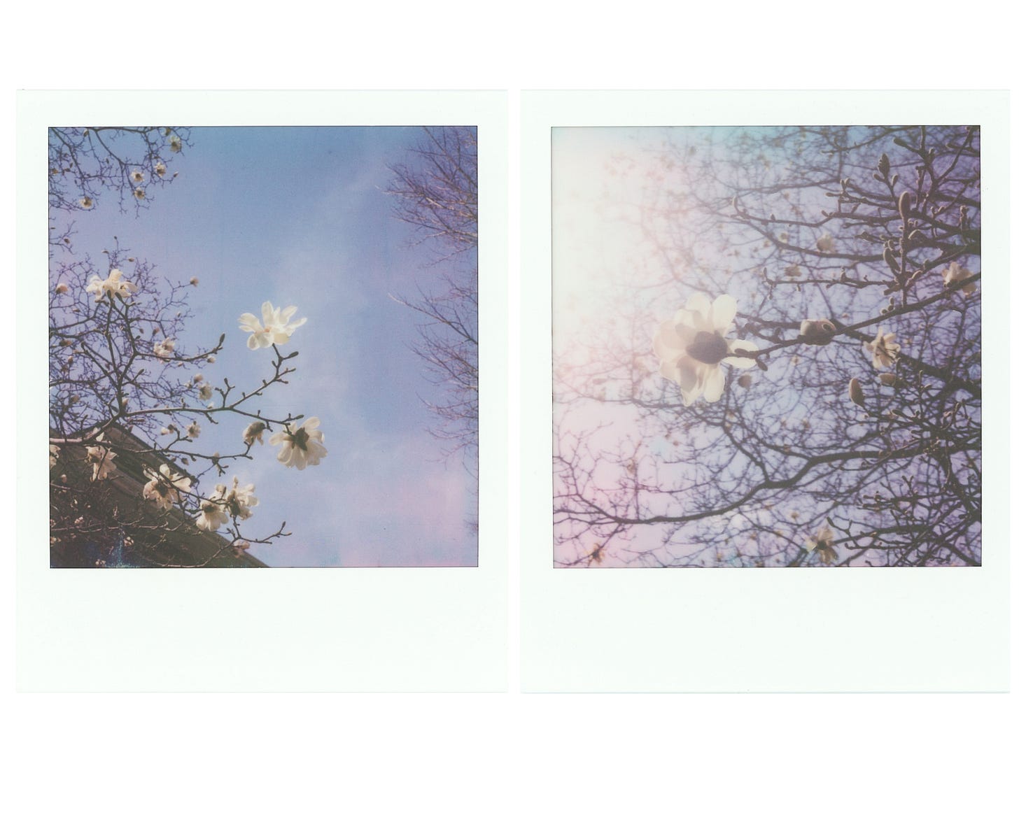 two polaroid photographs of magnolia trees beginning to bloom. the one on the left shows a branch with several open buds curving up toward the middle of the frame, with other branches and blooms in the background. the one on the right is a close up of a blossom, glowing from over exposure.