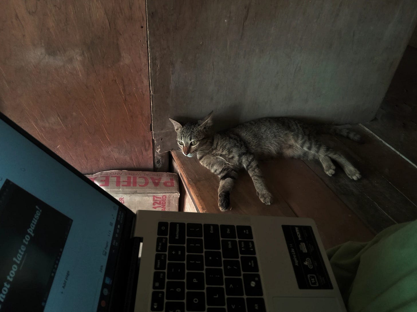 A gray tabby cat relaxing on a wooden floor beside a laptop in a dimly lit room.