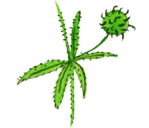 illustration of a close up of a cleavers seed and leaves