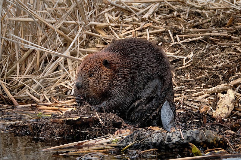 A beaver maintaining the dam A beaver maintaining the dam