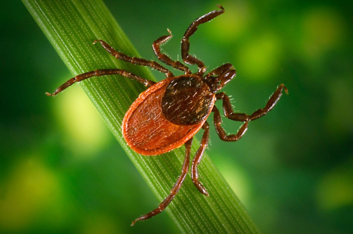 tick, Lyme disease tick, Lyme disease