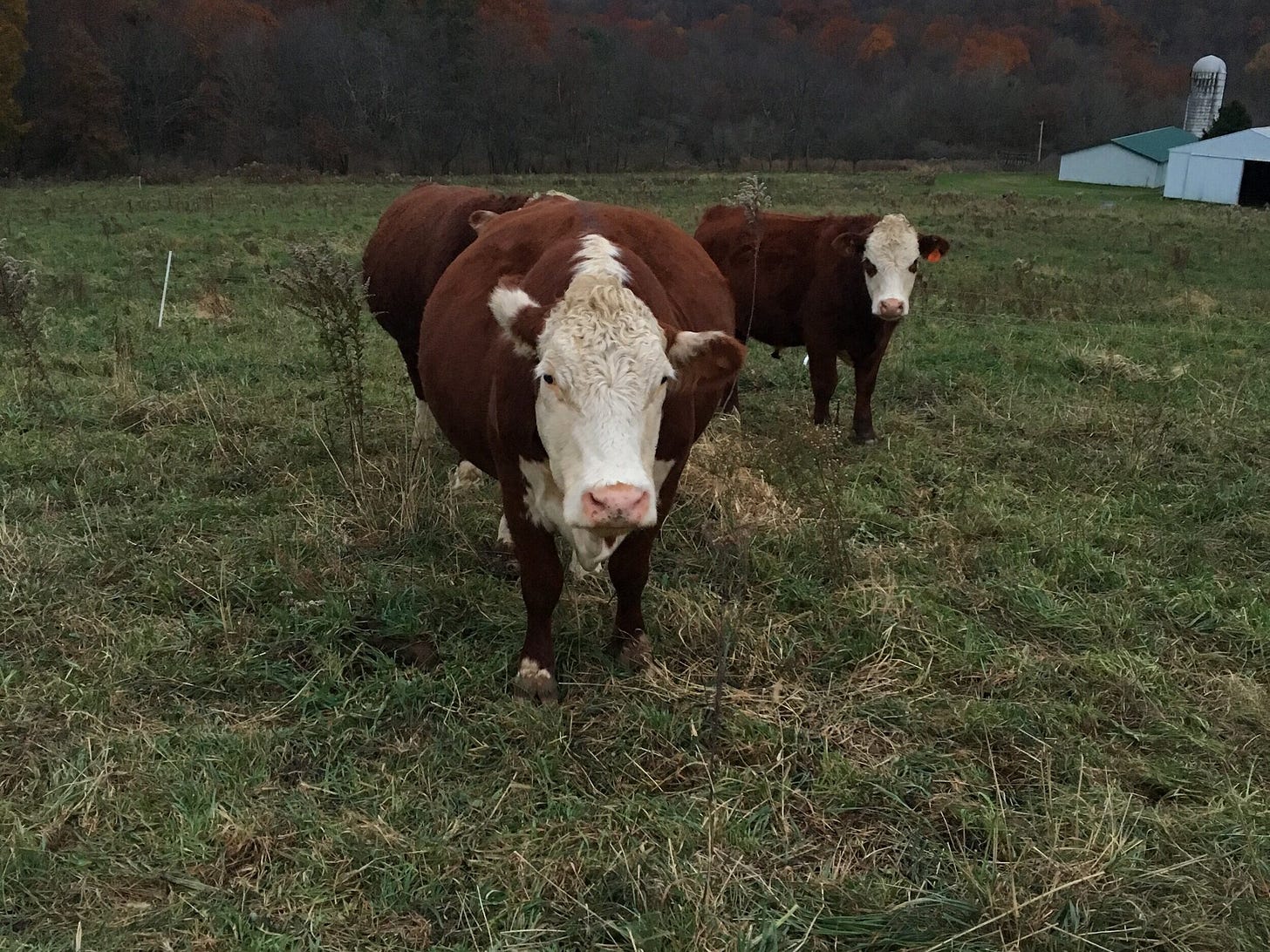 Thanksgiving: A glimpse into the life of a happy cow. — Clarion Farms