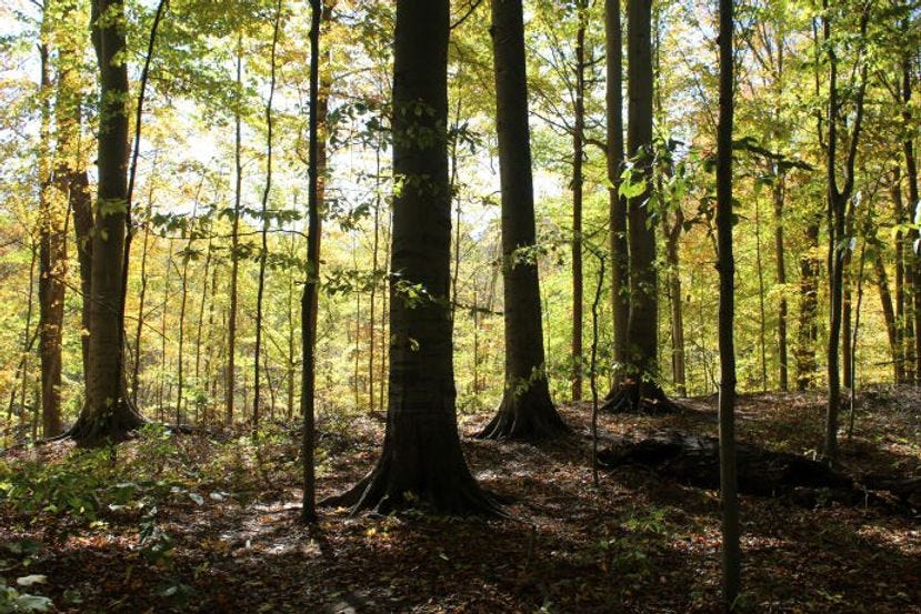 Beech trees, Warren Woods