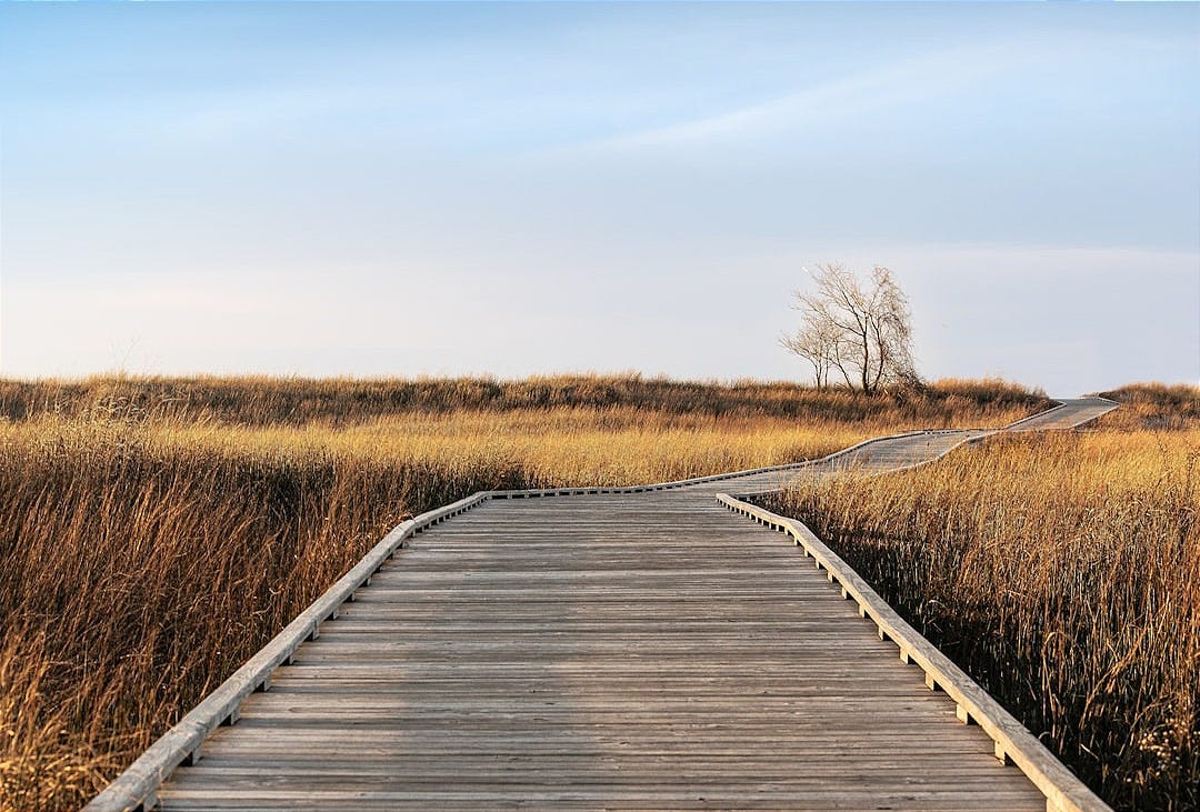 a wooden walkway in a field of tall grass