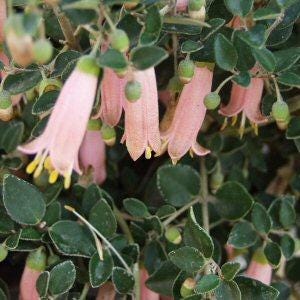 Image of Correa pulchella 'Pink Eyre'